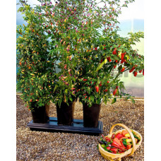 Chilli Grow Planter