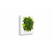 Livepicture Go (Wit)| Planten schilderij | Levende kunst | Living wall | 52 x 52 x 11 | small