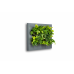 Loving walls | Planten schilderij | Levende kunst | Living wall | 112 x 72 x 7 cm | 2