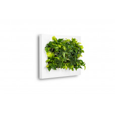 Loving walls | Planten schilderij | Levende kunst | Living wall | 112 x 72 x 7 cm | 2