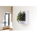 Livepicture Go (Wit)| Planten schilderij | Levende kunst | Living wall | 52 x 52 x 11 | small