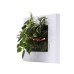 Livepicture Go (Wit)| Planten schilderij | Levende kunst | Living wall | 52 x 52 x 11 | small