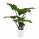 Pot-plant combinaties