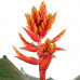 Aechmea Pepita Elegant Flames single