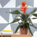 Aechmea Pepita Elegant Flames single