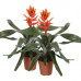 Aechmea Pepita Elegant Flames double