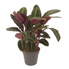 Calathea Warscewiczii