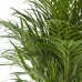 Areca palm