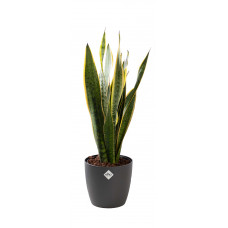 Sansevieria Laurentii met pot