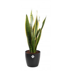 Sansevieria Laurentii met pot