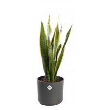 Sansevieria Laurentii met pot