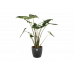 Alocasia Zebrina met Elho sierpot