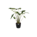 Alocasia Zebrina met Elho sierpot