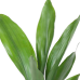 Aspidistra