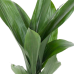 Aspidistra