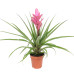 Tillandsia Antonio single