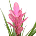 Tillandsia Antonio single