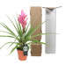 Tillandsia Antonio single