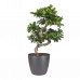 Ficus Gin Seng Bonsai met Elho Brussels Round 30cm pot Antracite