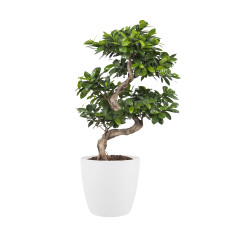 Ficus Gin Seng Bonsai met Elho Brussels Round pot White