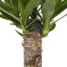 Yucca