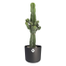 Euphorbia cactus in ® ELHO b.for soft sierpot