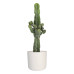 Euphorbia cactus in ® ELHO b.for soft sierpot