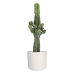 Euphorbia cactus in ® ELHO b.for soft sierpot