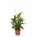 2 stuks Lepelplant Spathiphyllum Vivaldi