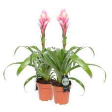 Guzmania Candy double