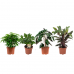 Combibox Ficus, Koffieplant, Olifantsoor of Skeletplant, Calathea