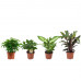 Combibox kamerplanten (Ficus Green Kinky, Coffea Arabica,Dieffenbachia Compacta , Calathea Rufibarba)