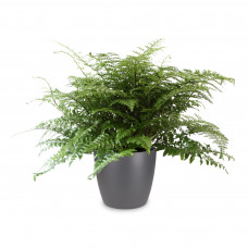 Asplenium met ELHO pot