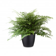 Asplenium met ELHO pot