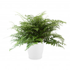 Asplenium met ELHO pot