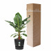 Bananenplant in Elho® Greenville pot