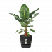 Bananenplant in Elho® Greenville pot