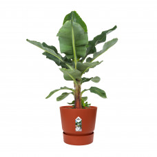 Bananenplant in Elho® Greenville pot