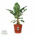 Bananenplant in Elho® Greenville pot