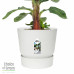 Bananenplant in Elho® Greenville pot