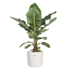 Musa in ® ELHO b.for soft sierpot