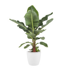 Musa bananenplant met Elho Brussels Round pot White