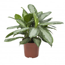 Aglaonema Silver Bay