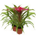 Guzmania Deseo Pink double