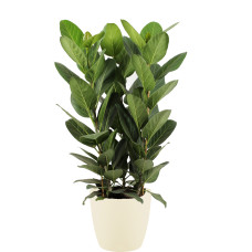 Ficus Audrey in ELHO sierpot (soap)