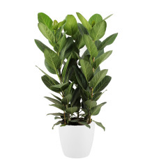 Ficus Audrey in ELHO sierpot (wit)