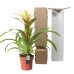 Guzmania Deseo White single