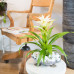 Guzmania Deseo White double