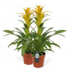 Guzmania Deseo Yellow double