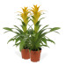 Guzmania Deseo Yellow double